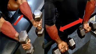 4 World Best Forearms Exercises Make Big Forearms In a WEEK [upl. by Danny]