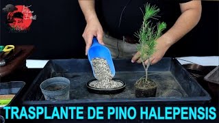 Cómo INICIAR un BONSAI DE PINO HALEPENSIS  TRASPLANTE [upl. by Dygert337]