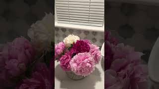 Fresh cut Double Pink and White Peonies with Coral charm Peony [upl. by Ledairam]