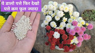 बस ये काम करो और फिर देखो पत्तों से ज़्यादा फ़ूल  Chrysanthemum Flower Care And Cheap Fertiliser [upl. by Eivla]