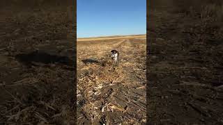 Kreuga just loves sharptail grouse germanwirehairedpointer uplandhunting hunting SD SDpheasant [upl. by Airtemak]