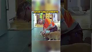 Perro se Asfixia con Comida shorts [upl. by Ardnossac967]