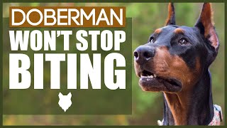 How To Stop Your DOBERMAN BITING [upl. by Zenitram]