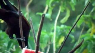 Costa Rica 2011  Montezuma Oropendola call and feeding SJOEMAR [upl. by Luhe638]