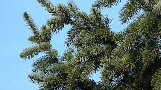 Picea omorika [upl. by Light]