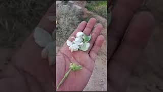 गुलाबी सूण्डी का अटैक 6 RP Dabli me news cotton pinkbollworm atteck kisan [upl. by Atiekram]