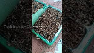 Germination Kit Update Are They Worth It [upl. by Walrath209]