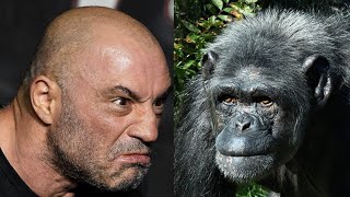 Joe Rogan and Extremely Rare BONDO APES [upl. by Moreta]