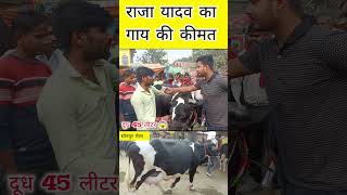 राजा यादव का गाय की कीमत सुनकर हैरान हो जायेंगे 😱  Sonpur Mela 2024 cow sale bihar sonpurmela [upl. by Rouvin]