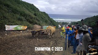 FESTIVAL DES BOEUFSTIRANTS 2023  ANSE MAURICE  PETIT CANAL  Final  Catégorie C [upl. by Mailand499]