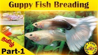 Guppy Fish Breeding Tamil  Part 1 [upl. by Eindys]