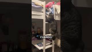 Gato sube gradas de camarote para abrazar a su humano favorito [upl. by Airdnaid602]