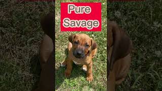 Rhodesian Ridgeback puppy in attack mode rock’n roll edition [upl. by Zapot45]