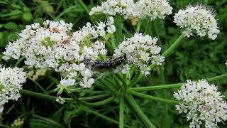 Waterdropwort Brown moth Depressaria daucella [upl. by Micki802]