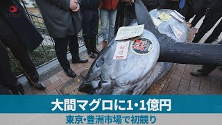 大間マグロに1・1億円 東京・豊洲市場で初競り [upl. by Nailluj]