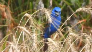 Blue Grosbeak singing while eating wheat kernels [upl. by Domel]