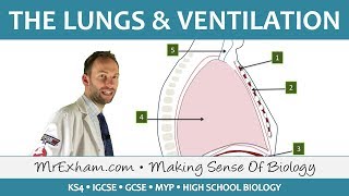 Lungs and Ventilation  GCSE Biology 91 [upl. by Ailad]