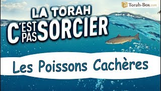 La Torah CEST PAS SORCIER  LE POISSON CACHERE [upl. by Otreblada]