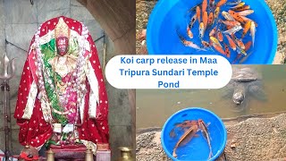 Koi carp fish release in Mata Tripura Sundari Temple Pond [upl. by Capwell]