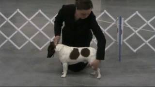 3b Stacking Oregon 4H Dog Showmanship Project [upl. by Edholm]