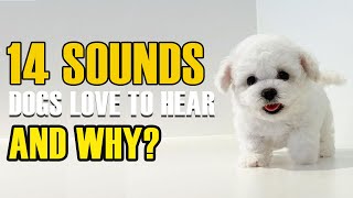 Top 14 Sounds Dogs Love and Why They Love Them [upl. by Yesac]