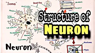 Neuron  Neuron Structure  Nervous system [upl. by Nosremaj]