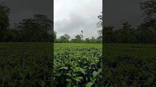 Assam desher nature shorts video zubeengargassamese song assamese nature shorts video ytviral [upl. by Abebi]