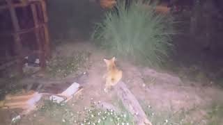 Dogs and cats catch insects at night Hun Veasna  Rural Pets [upl. by Enawyd]