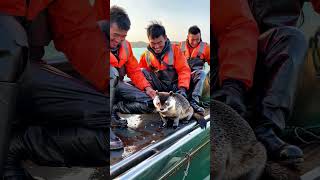 SEA CREATURE pays fishermen a visit🐟🌊 [upl. by Nylde890]