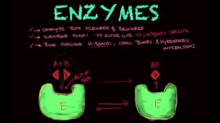 Enzymes  Biology tutorial [upl. by Asilim]