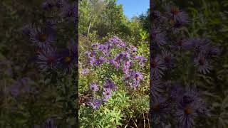 Stairway to heaven aplaceinthesun newjersey nature hoka hiking [upl. by Guinna]