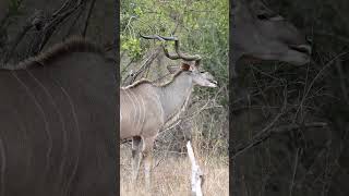 Kudu at Kruger National Park South Africa [upl. by Nylidnarb]