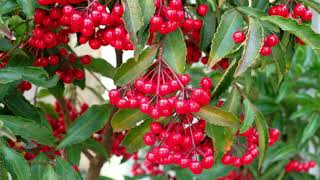 How to grow Ardisia crenataChristmas berry plant [upl. by Brett]