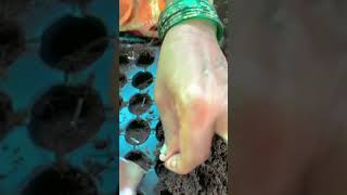 Seedling Process  Seeding  Growing Seeds Kisan Salahkar [upl. by Suoirred]