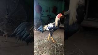 Parrot beak aseel murga 😎shortvideos birds aseel [upl. by Brinna]