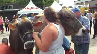 National Cattle Congress Celebrity Cow Milking Contest Highlights [upl. by Yuria315]