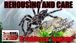 Poecilotheria subfusca quotlowlandquot  Ivory Ornamental Rehousing and Care [upl. by Skill]