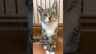 Meet Munchkin Junior trend cat kitten cute love family cutespets catcute catlover [upl. by Ezaria]