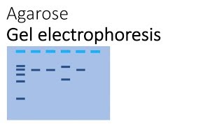 Agarose Gel Electrophoresis [upl. by Rodger]