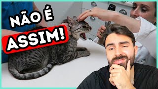 Se Um Veterinário Usar ISSO Com Seu Gato NUNCA MAIS Volte Nele [upl. by Ariahaj]