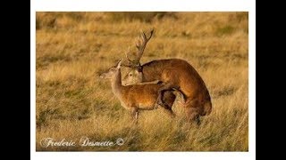 Best Deer MarkingampMating video For Everzoology [upl. by Engamrahc]