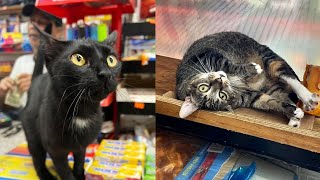 The truth about bodega cats [upl. by Kozloski]