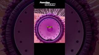 sperm cell Function [upl. by Cahilly]