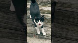 ¿Por Qué los Gatos Corren Cuando Escuchan la Comida 🐾✨ [upl. by Atirec118]