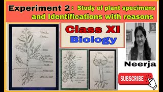 Study of plant specimens and identifications with reasonsExperiment 2class11biology by Neerja [upl. by Erika315]