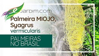 Palmeira MIOJO  macarrão instantâneo  Syagrus vermicularis  Palmeiras no Brasil [upl. by Friederike733]