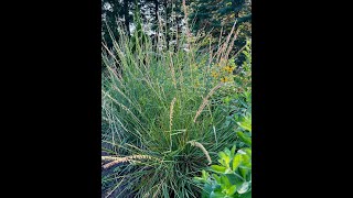 Minnesota Native Plants  SideOats Grama Bouteloua Curtipendula [upl. by Anirbaz]