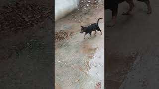 German Shepherd Puppy Playing with cow😂 germanshepred [upl. by Kcirb]