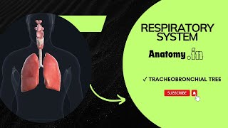 TracheoBronchial Tree  Respiratory System physiology anatomy [upl. by Sisto194]