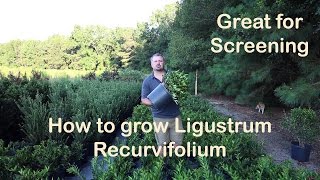 Ligustrum Recurvifolium is the make your neighbor go away plant [upl. by Ayatal]